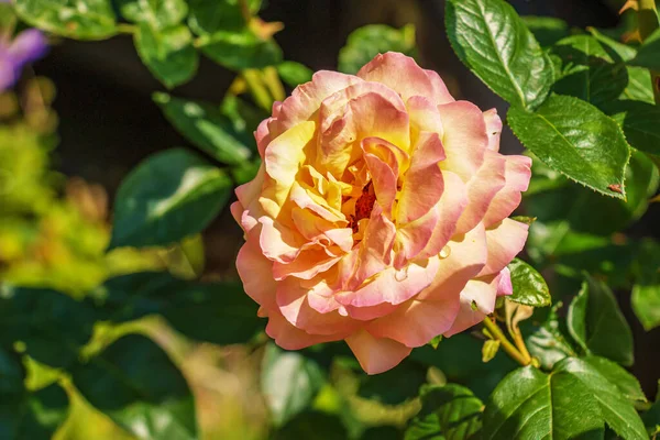 Zbliżenie Żółto Różowej Róży Zielonym Tle Delikatna Róża Pełnym Rozkwicie — Zdjęcie stockowe