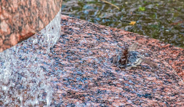 Fountain City Nitra Slovakia Sparrow Bathes Drops Water Fountain Center — Zdjęcie stockowe