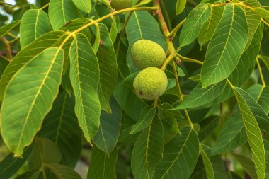 Fresh green walnuts ripening on their walnut tree