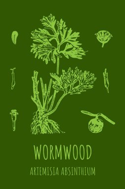 Wormwood Artemsia absnthium illüstrasyonu. Pelinotu dalı, yapraklar ve pelin otu çiçekleri. Kozmetik ve Tıbbi Tesis.