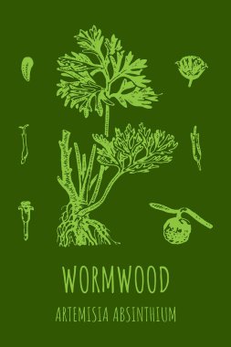 Wormwood Artemsia absnthium illustration. Wormwood branch, leaves and wormwood flowers. Cosmetics and medical plant.