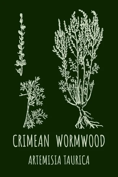 Crimean Wormwood Artemisia Taurica Illustration Wormwood Branch Leaves Wormwood Flowers — Stock Fotó