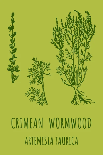 Crimean Wormwood Artemisia Taurica Illusztráció Üröm Ágak Levelek Üröm Virágok — Stock Fotó