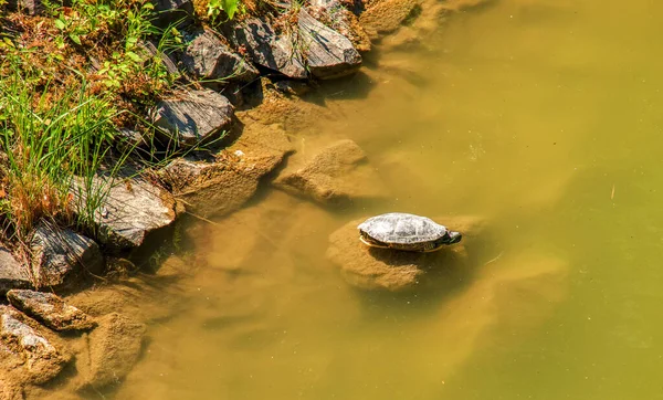River turtle in the habitat. Turtle in the water.