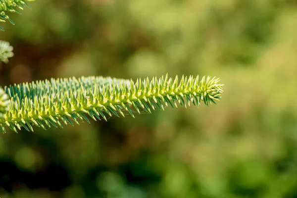 Araucaria Araucana Close Branches Thick Triangular Leaves Scale Sharp Edges — Φωτογραφία Αρχείου