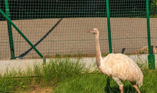 White Ostrich Zoo City Bojnice Slovakia Other Names Large Rhea — Photo