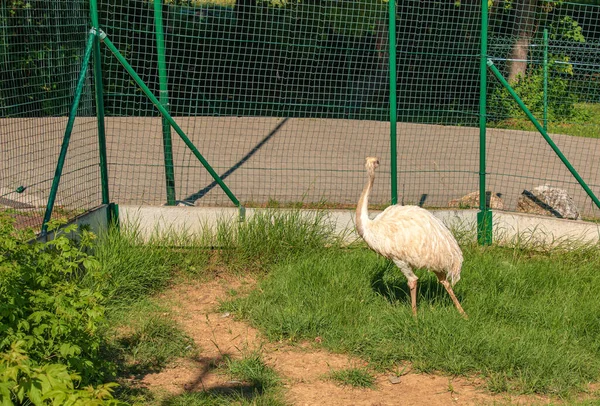 White Ostrich Zoo City Bojnice Slovakia Other Names Large Rhea — Photo