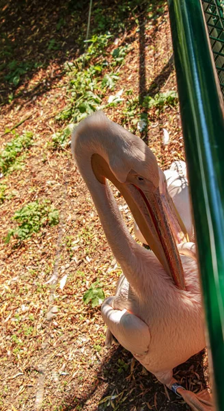 Büyük Beyaz Pelikan Aynı Zamanda Doğu Beyaz Pelikan Pembe Pelikan — Stok fotoğraf