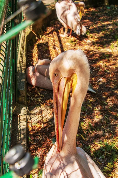 Large White Pelican Also Known Eastern White Pelican Pink Pelican — ストック写真