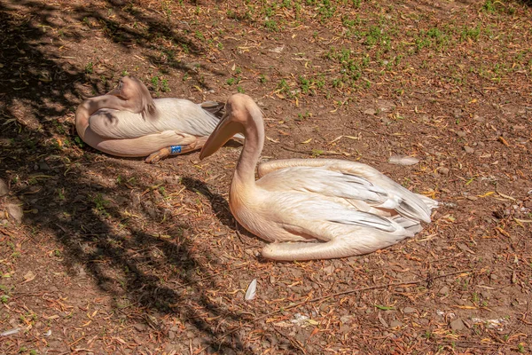 Large White Pelican Also Known Eastern White Pelican Pink Pelican — Zdjęcie stockowe