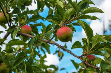 Apple tree branch with ripening juicy apples under bright sunlight. Summer harvest in the garden. Organic gardening and agriculture