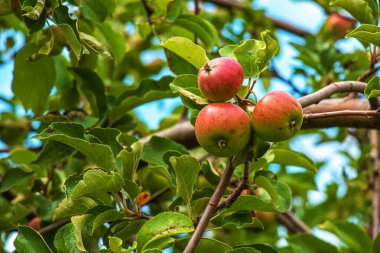 Parlak güneş ışığı altında sulu elmaları olan elma dalı. Bahçede yaz hasadı. Organik bahçıvanlık ve tarım