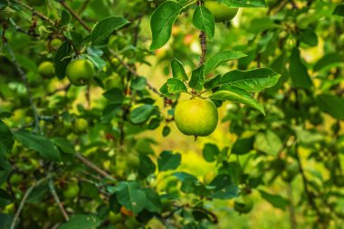 Parlak güneş ışığı altında sulu elmaları olan elma dalı. Bahçede yaz hasadı. Organik bahçıvanlık ve tarım
