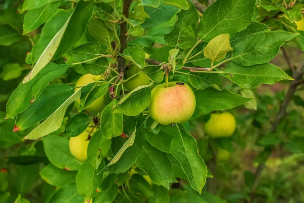 Apple Tree Branch Ripening Juicy Apples Bright Sunlight Summer Harvest — 图库照片