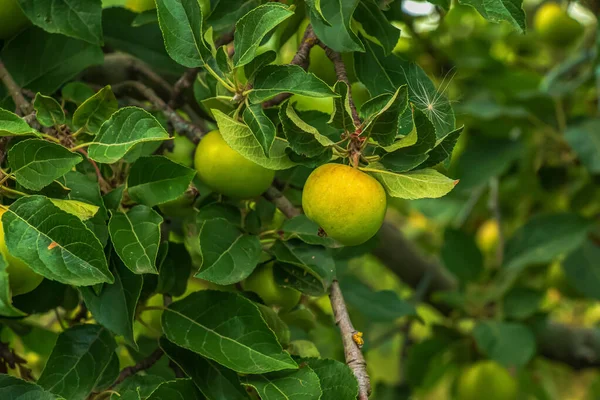 Apple Tree Branch Ripening Juicy Apples Bright Sunlight Summer Harvest — Foto de Stock