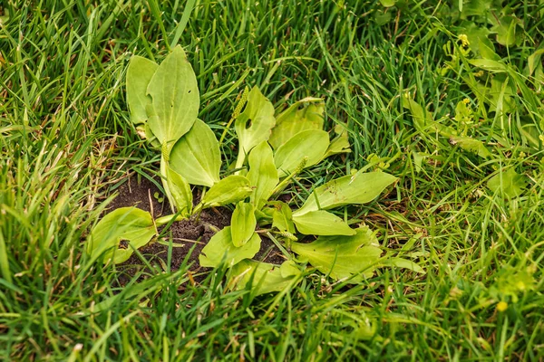 Plantago Lanceolata Family Plantaginaceae Plantain Flowering Plant Green Leaf — Stok fotoğraf