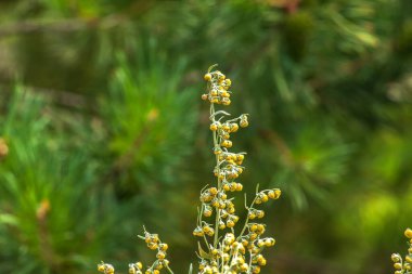 Wormwood Artemsia absnthium. Wormwood branch, leaves and wormwood flowers. Cosmetics and medical plant.