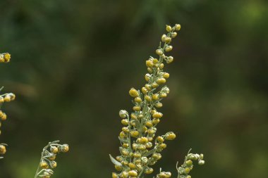 Wormwood Artemsia absnthium. Wormwood branch, leaves and wormwood flowers. Cosmetics and medical plant.
