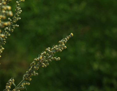 Wormwood Artemsia absnthium. Wormwood branch, leaves and wormwood flowers. Cosmetics and medical plant.