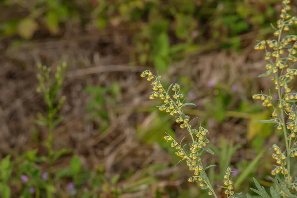 Wormwood Artemsia Absnthium Wormwood Branch Leaves Wormwood Flowers Cosmetics Medical — ストック写真