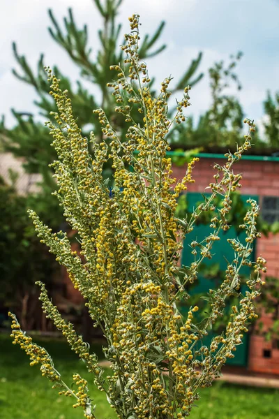 Wormwood Artemsia Absnthium Wormwood Branch Leaves Wormwood Flowers Cosmetics Medical — Stock fotografie