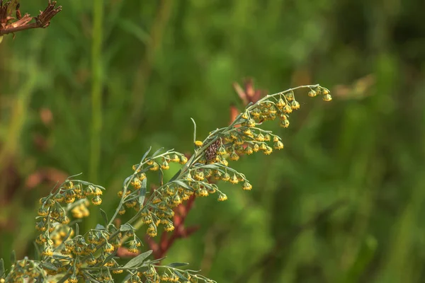 Wormwood Artemsia Absnthium Wormwood Branch Leaves Wormwood Flowers Cosmetics Medical — Stok fotoğraf