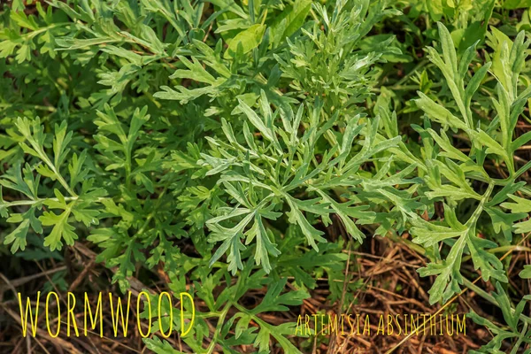Wormwood Artemsia Absnthium Wormwood Branch Leaves Wormwood Flowers Cosmetics Medical — Stok fotoğraf
