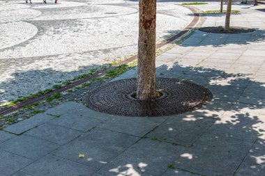 Metal drainage grate on the sidewalk around a tree in Slovakia.