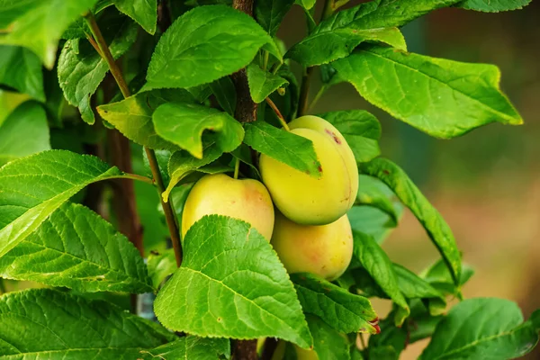 Yellow Plum Tree Green Leaves Old Fruit Trees Concept Organic — Foto de Stock