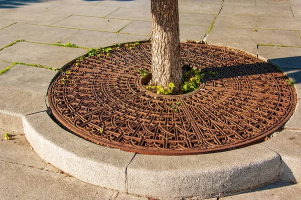 Metal Drainage Grate Sidewalk Tree Slovakia — Zdjęcie stockowe