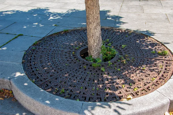Metal Drainage Grate Sidewalk Tree Slovakia — Stockfoto