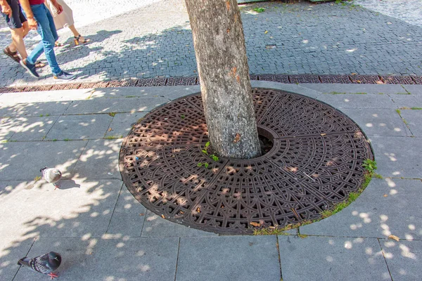 Metal Drainage Grate Sidewalk Tree Slovakia — Zdjęcie stockowe
