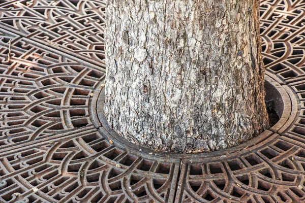 Metal Drainage Grate Sidewalk Tree Slovakia — Zdjęcie stockowe