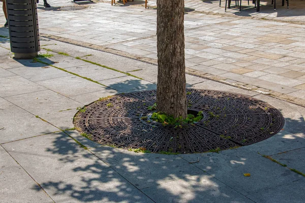 Metal Drainage Grate Sidewalk Tree Slovakia — Zdjęcie stockowe