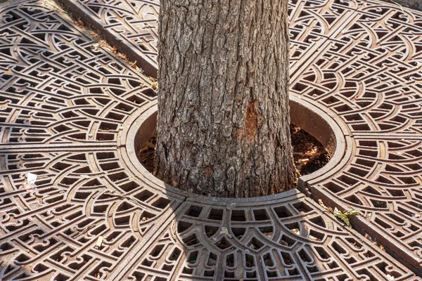 Metal Drainage Grate Sidewalk Tree Slovakia — Zdjęcie stockowe