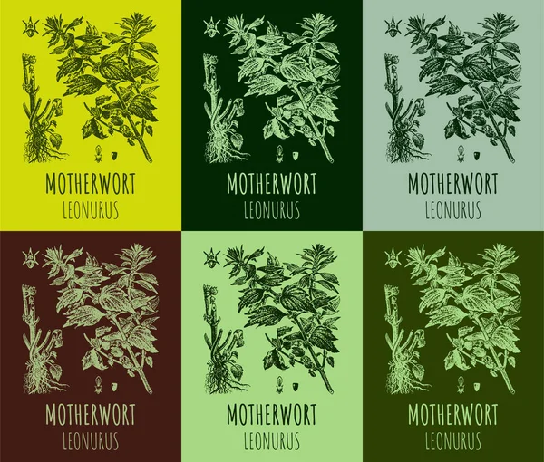 Set Motherwort Leonurus Various Color Compositions Medicinal Meadow Herbal Sedative — Stock Fotó