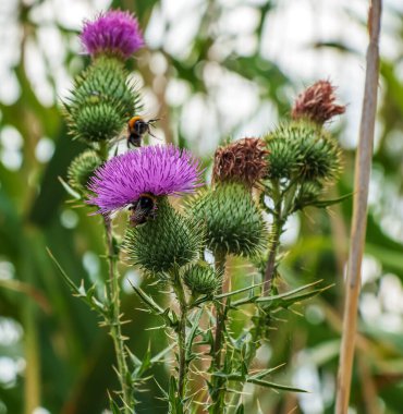 Blooming burdock, Onopordum acanthium. Pink burdock, PRICKLY TARTAR flowers on a green background of nature. Plant background, close-up.