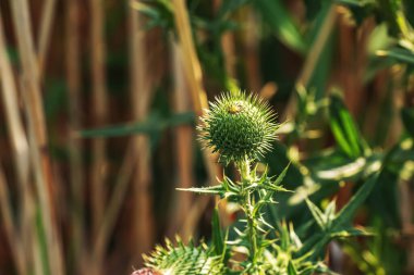 Blooming burdock, Onopordum acanthium. Pink burdock, PRICKLY TARTAR flowers on a green background of nature. Plant background, close-up.