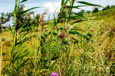Blooming burdock, Onopordum acanthium. Pink burdock, PRICKLY TARTAR flowers on a green background of nature. Plant background, close-up.