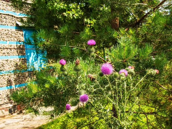 Blooming Burdock Onopordum Acanthium Pink Burdock Prickly Tartar Flowers Green — ストック写真