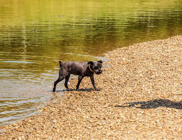 Cute Black Schnauzer Frolics River Bank — 스톡 사진