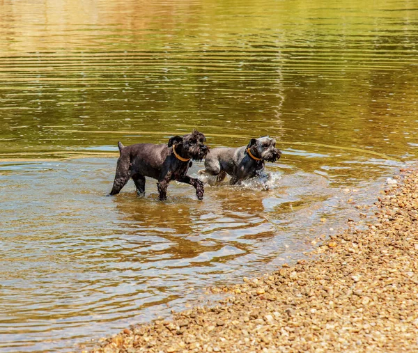 Two Cute Black Schnauzers Frolic Water River Bank — Fotografia de Stock