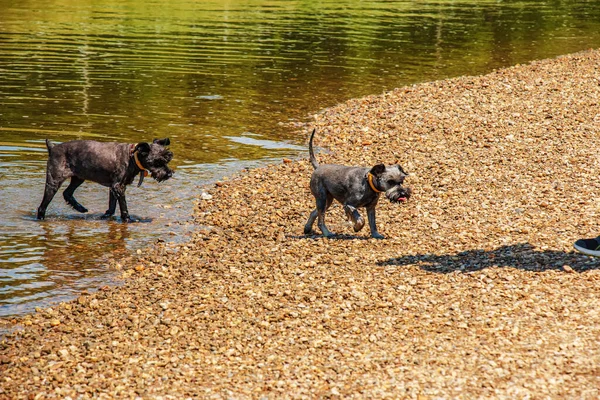 Two Cute Black Schnauzers Frolic Water River Bank — 스톡 사진