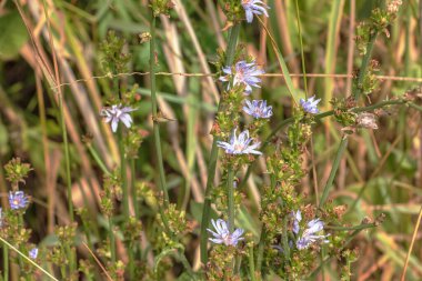 Blooming chicory, common chicory Cichorium intybus. Honey plant nectar and pollen. Coffee substitute. Used in confectionery, canning production, appetite drinks, infusion of chicory inflorescence