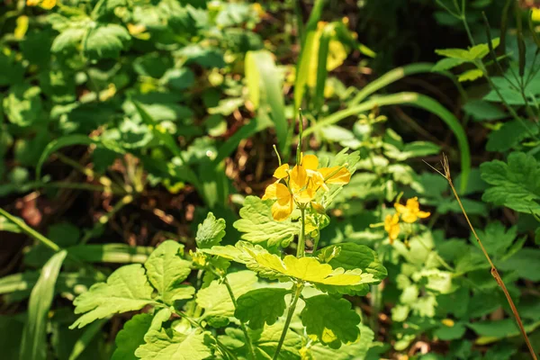 Celandine Plant Yellow Flowers Green Leaves Medicinal Plant Celandine Close — Fotografia de Stock