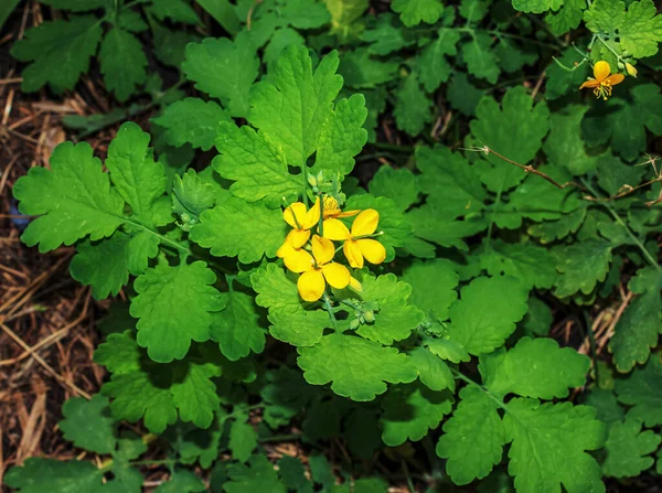 Celandine Plant Yellow Flowers Green Leaves Medicinal Plant Celandine Close — Stock Fotó