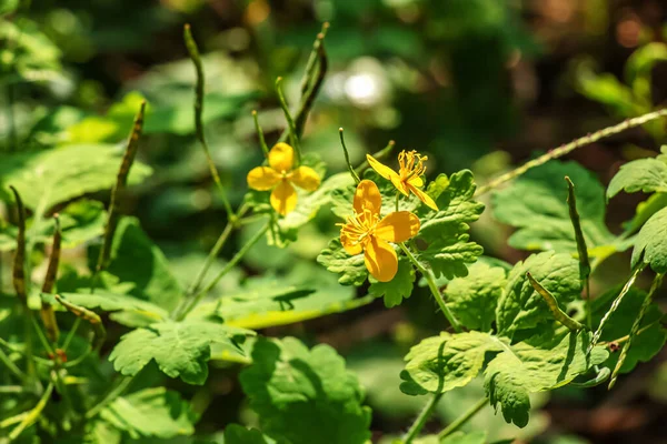 Celandine Plant Yellow Flowers Green Leaves Medicinal Plant Celandine Close — ストック写真