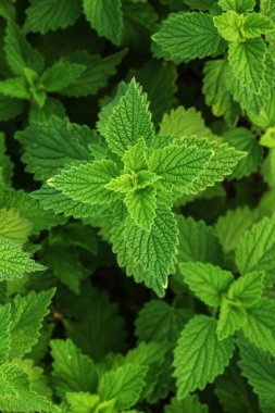 Şifalı bitkiler, şifalı otlar anne solucanı çiçek açan Leonurus kardiakası ya da ana solucanı doğa, seçici odaklanma