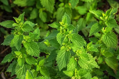 Şifalı bitkiler, şifalı otlar anne solucanı çiçek açan Leonurus kardiakası ya da ana solucanı doğa, seçici odaklanma