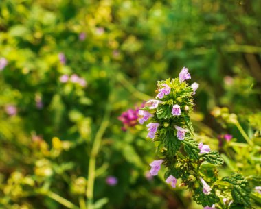 Şifalı bitkiler, şifalı otlar anne solucanı çiçek açan Leonurus kardiakası ya da ana solucanı doğa, seçici odaklanma